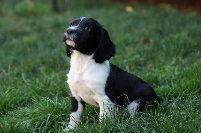 Chiot English Springer Spaniel Des Deux Cyprès