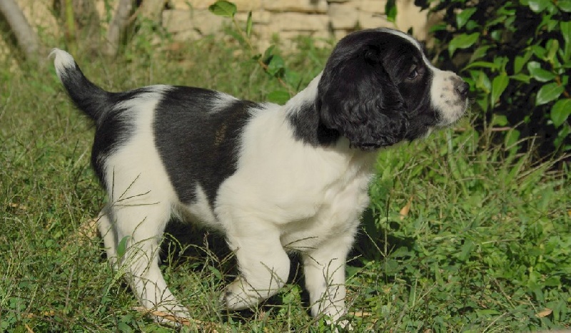 Des Deux Cyprès - English Springer Spaniel - Portée née le 11/08/2010